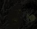 spidercaves04.jpg